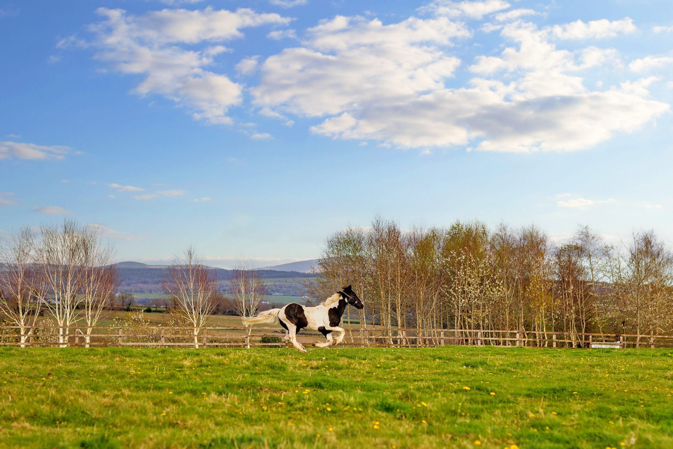Horse paddock located behind the house at Rochtaine Estate.